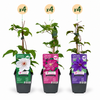 Waldreben-Set „Tricolour" – Clematis in Lila, Rosa und Weiß – Ansicht 2