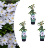 Waldrebe ‚Miss Bateman' – Clematis – Ø 9 cm, 3 Stück