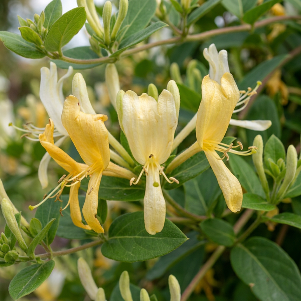 Japanisches Geißblatt ‚Halliana' – Lonicera japonica – Ansicht 3