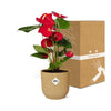 Flamingoblume ‚Red' – Anthurium andraeanum – Ansicht 5