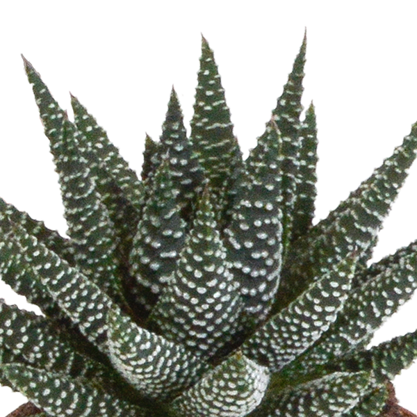 Sukkulenten-Set „Gasteria & Haworthia-Mix" – Gasterien und Haworthien – Ansicht 4