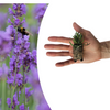 Lavendel ‚Munstead' – Lavandula angustifolia – Ansicht 2