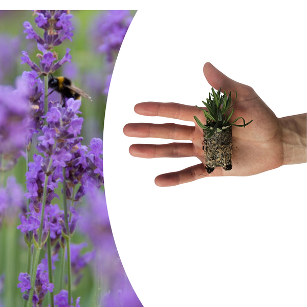 Lavendel ‚Munstead' – Lavandula angustifolia – Ansicht 2
