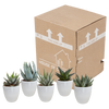Sukkulenten-Set „Gasteria & Haworthia-Mix" – Gasterien und Haworthien – Ansicht 3