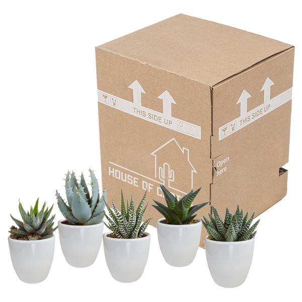 Sukkulenten-Set „Gasteria & Haworthia-Mix" – Gasterien und Haworthien – Ansicht 3