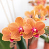 Schmetterlingsorchidee ‚Mineral Bolzano' – Phalaenopsis – Ansicht 14