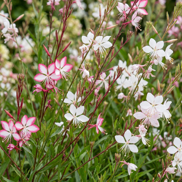 Prachtkerze Duo-Mix – Gaura lindheimeri – Ansicht 5