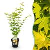 Japanischer Ahorn ‚Jordan' – Acer palmatum – Ø 19 cm · 70 cm, 1 Stück