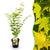 Japanischer Ahorn ‚Jordan' – Acer palmatum – Ø 19 cm · 70 cm, 1 Stück