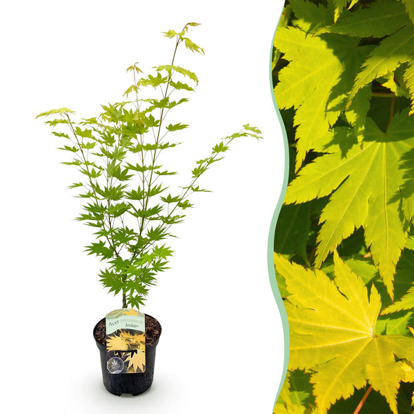 Japanischer Ahorn ‚Jordan' – Acer palmatum – Ø 19 cm · 70 cm, 1 Stück