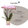 Schmetterlingsorchidee ‚Mineral Antwerp' – Phalaenopsis – Ansicht 2