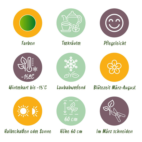 Kräuter-Set „Kräutertee" – 24 Teekräuter für 3 m² – Ansicht 6
