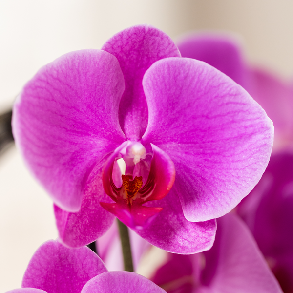 Schmetterlingsorchidee ‚Freeride Niagara Falls' – Phalaenopsis – Ansicht 2