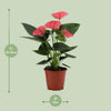 Flamingoblume ‚Sweet Dream' – Anthurium andraeanum – Ansicht 4