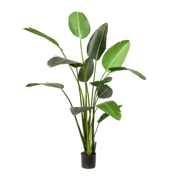 Kunstplant - Strelitzia Nicolai - Paradijsvogelbloem -230cm
