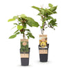 Kiwi ‚Weiki & Golden Kiwi' – Actinidia arguta – Ansicht 2