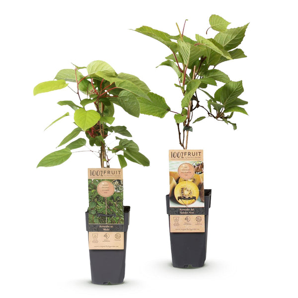 Kiwi ‚Weiki & Golden Kiwi' – Actinidia arguta – Ansicht 2