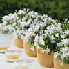 Glockenblume ‚Addenda Ambella' – Campanula – Ansicht 6