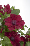 Waldrebe ‚Nubia' – Clematis – Ansicht 5