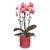 Orchidee ‚Narbonne Niagara Falls' – Phalaenopsis