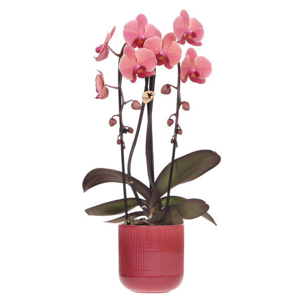 Orchidee ‚Narbonne Niagara Falls' – Phalaenopsis