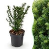 Eibe – Taxus baccata – Ansicht 3