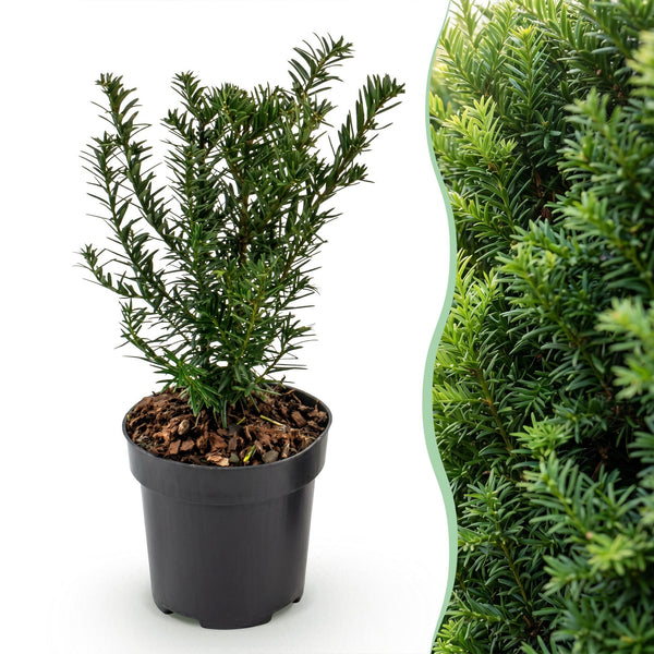 Eibe – Taxus baccata – Ansicht 3