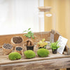 Flaschengarten-Set „Sven XL" – DIY-Terrarium mit Bonsai und Beleuchtung – Ansicht 5