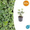 Dickmännchen ‚Variegata' – Pachysandra terminalis