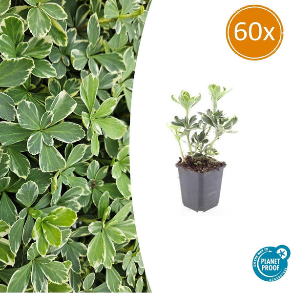Dickmännchen ‚Variegata' – Pachysandra terminalis