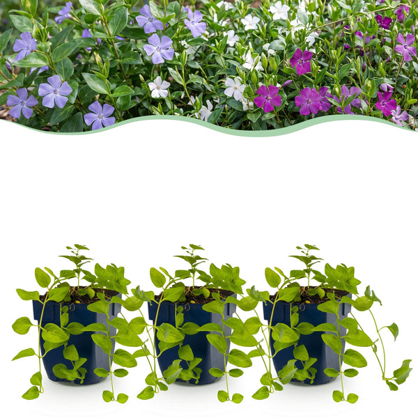 Immergrün Tricolour-Mix – Vinca