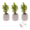 Mini-Weihnachtsbaum-Set mit Topf Joey und LED-Lichterkette