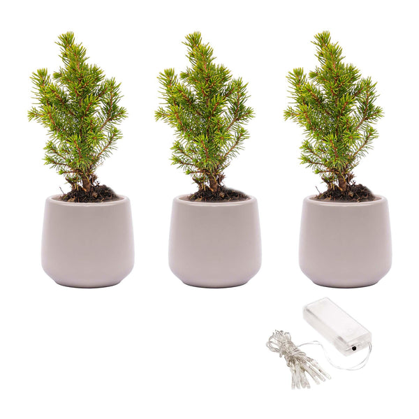 Mini-Weihnachtsbaum-Set mit Topf Joey und LED-Lichterkette