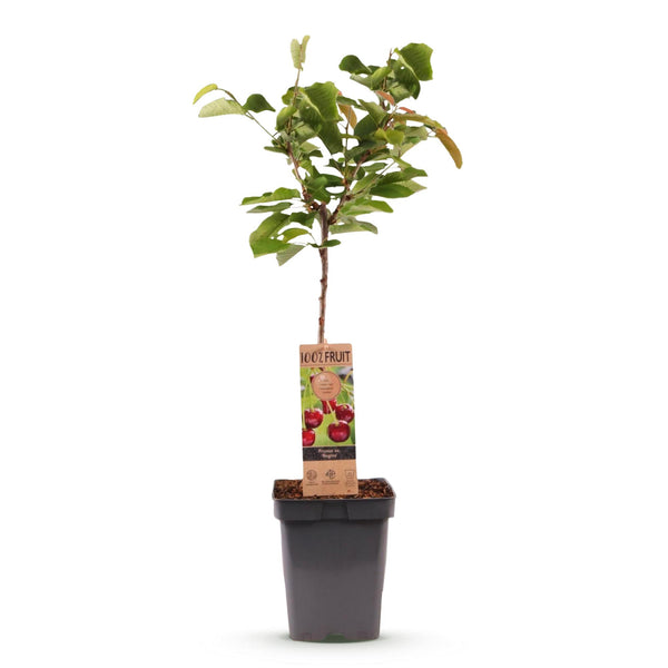 Süßkirsche ‚Regina' – Prunus avium – Ansicht 2