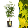 Japanischer Ahorn ‚Jordan' – Acer palmatum