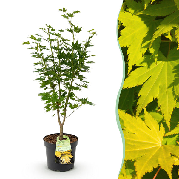 Japanischer Ahorn ‚Jordan' – Acer palmatum