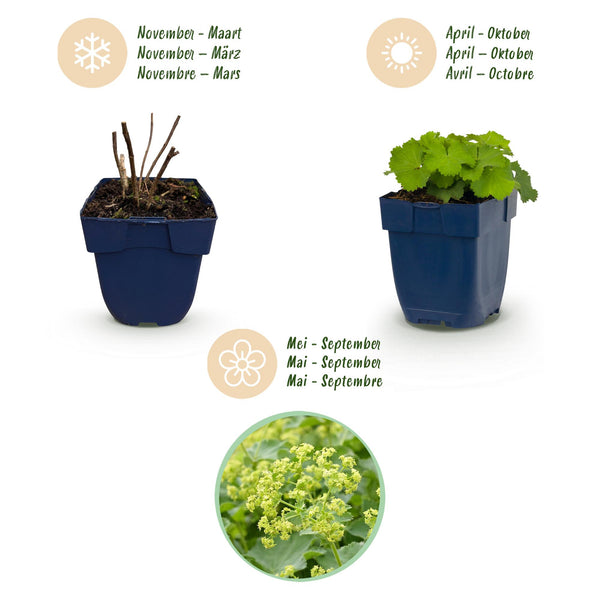 Frauenmantel – Alchemilla mollis – Ansicht 4