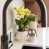 Schmetterlingsorchidee ‚Blossom Albenga' – Phalaenopsis – Ansicht 4