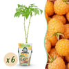 Himbeere ‚Fallgold' – Rubus idaeus