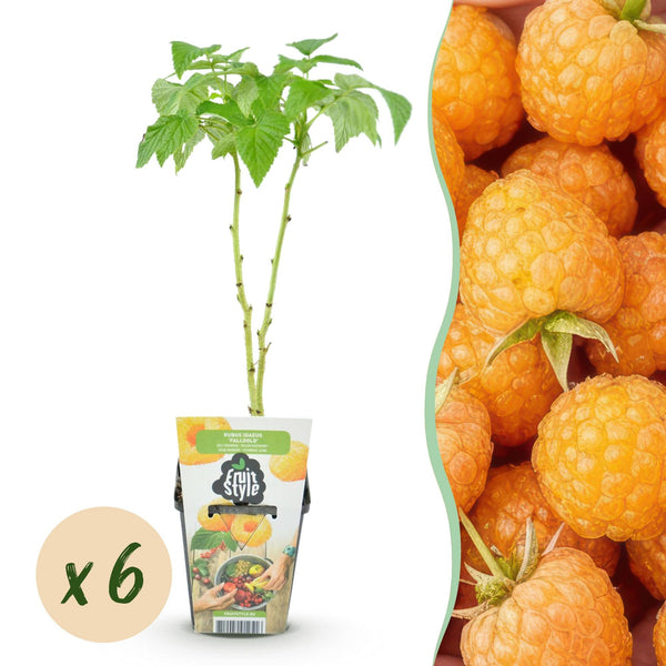 Himbeere ‚Fallgold' – Rubus idaeus