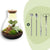 Flaschengarten-Set „Sam Calathea" – DIY-Terrarium mit Lampe und Calathea