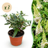Schmetterlingsflieder ‚Butterfly Candy Little White' – Buddleja davidii