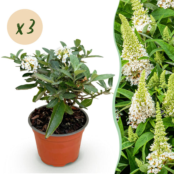 Schmetterlingsflieder ‚Butterfly Candy Little White' – Buddleja davidii