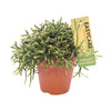 Korallenkaktus – Rhipsalis burchellii