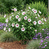 Garteneibisch ‚Hamabo' – Hibiscus syriacus – Ansicht 6