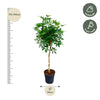 Strahlenaralie-Stämmchen – Schefflera arboricola – Ansicht 2