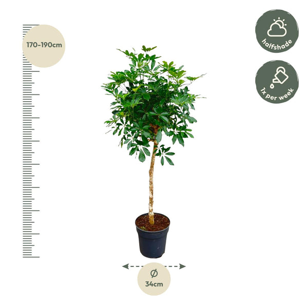 Strahlenaralie-Stämmchen – Schefflera arboricola – Ansicht 2