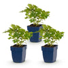 Chinesische Prachtspiere ‚Pumila' – Astilbe chinensis