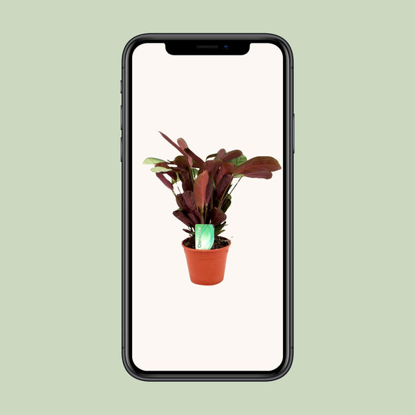 Ctenanthe ‚Amagris' – Ansicht 4