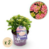 Hortensie ‚Forever & Ever' – Hydrangea macrophylla